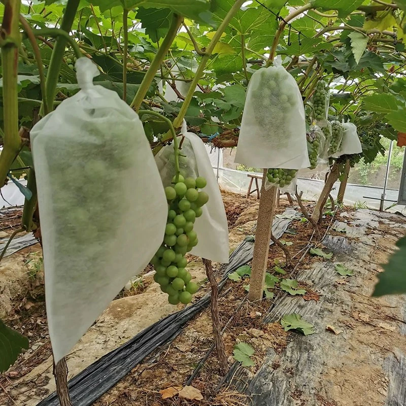 Grape bagging Grape bagging